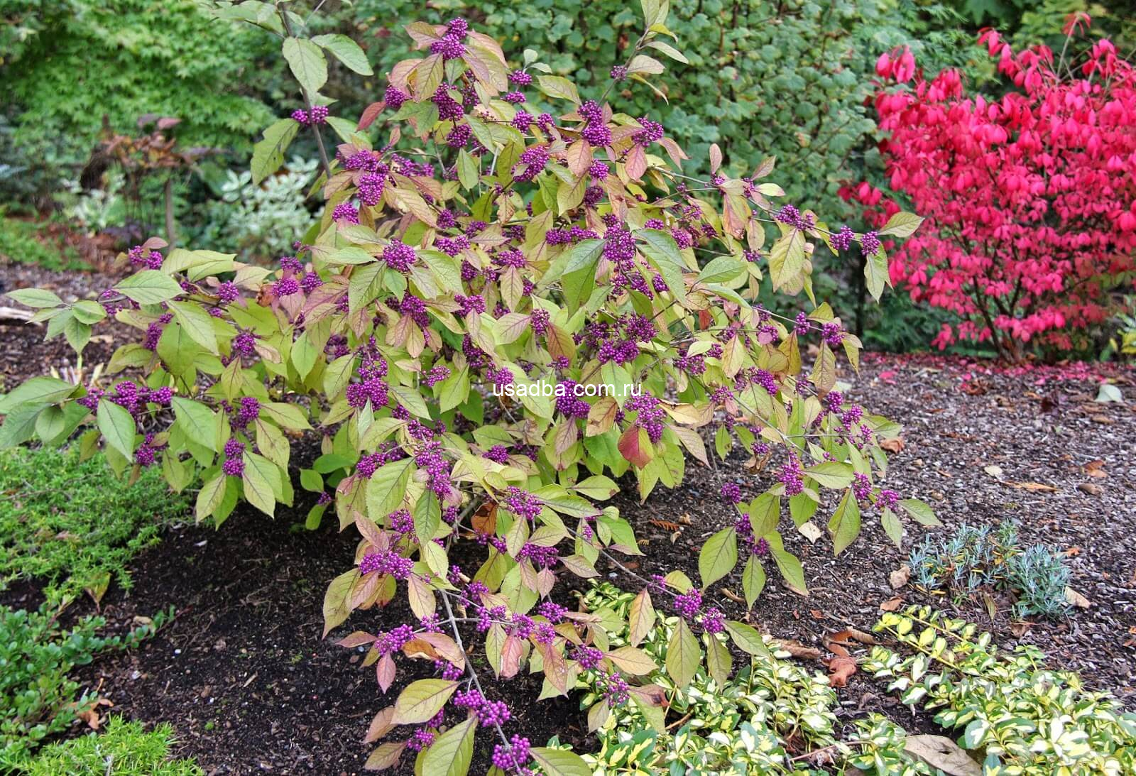 Красивоплодник — изображение 2