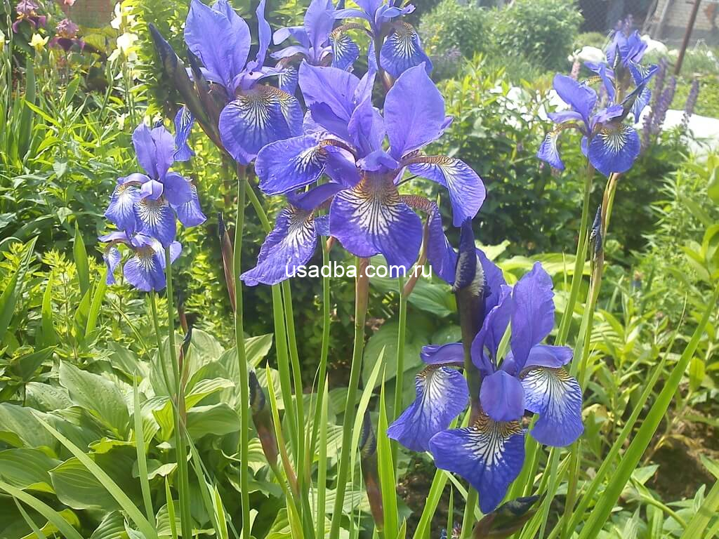 Ирис Сибирский