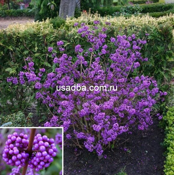 Красивоплодник