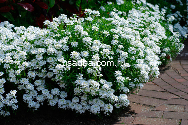 Иберис вечнозеленый — изображение 3