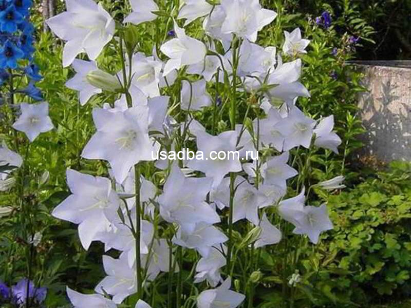 Колокольчик персиколистный белый