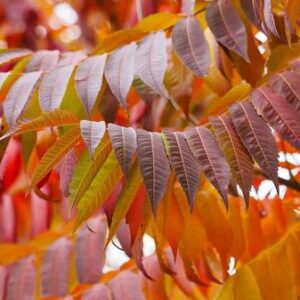 Сумах оленерогий Rhus typhina