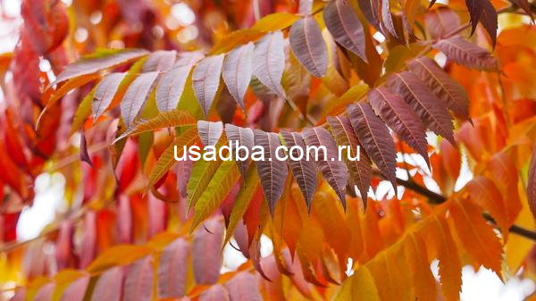 Сумах оленерогий Rhus typhina