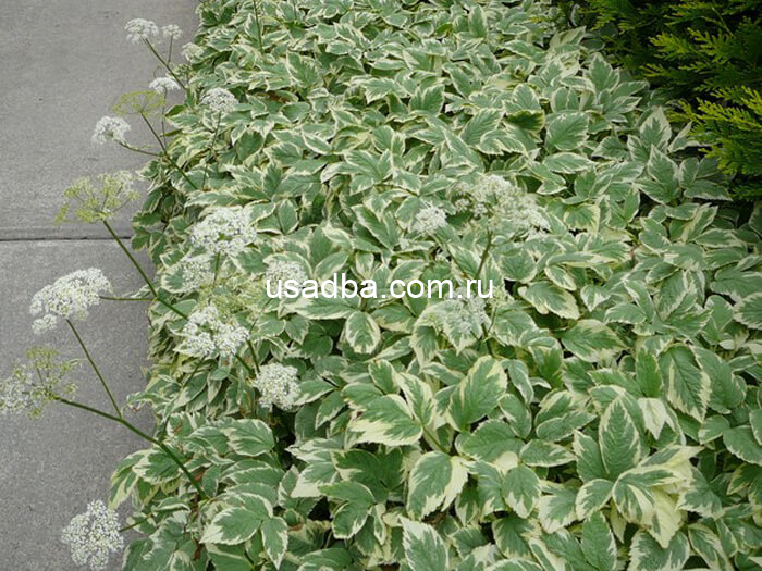 Сныть пестролистная