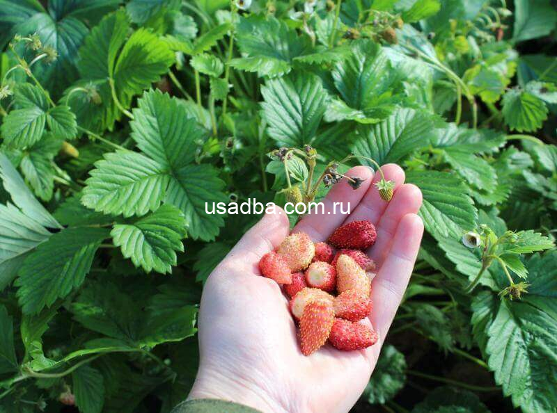 Земляника Барон Солемахер — изображение 2