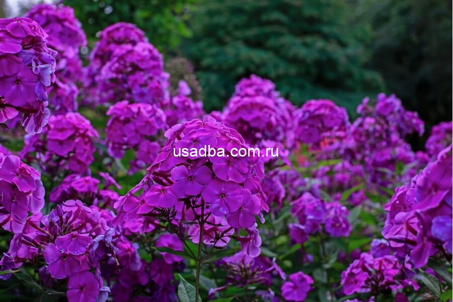 Флокс метельчатый Nicky