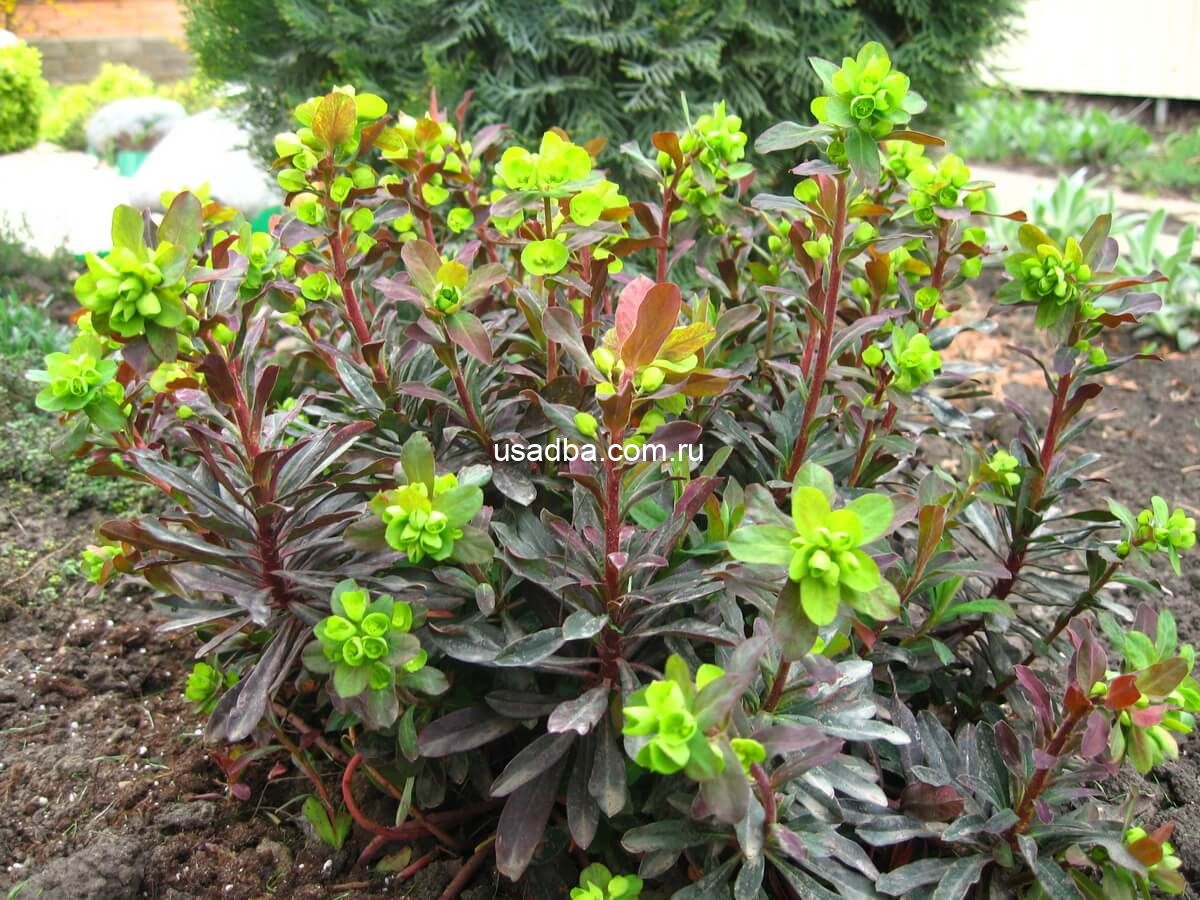 Молочай миндалевидный Ruby