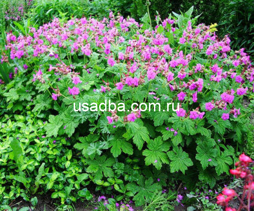 Герань садовая Cambridge