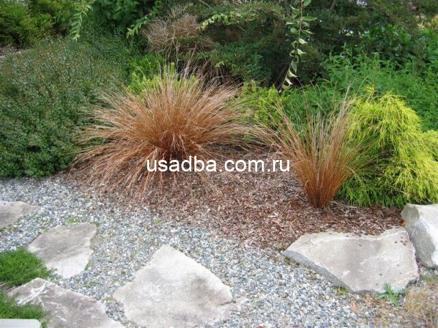 Осока косматая Milk Chocolate — изображение 2