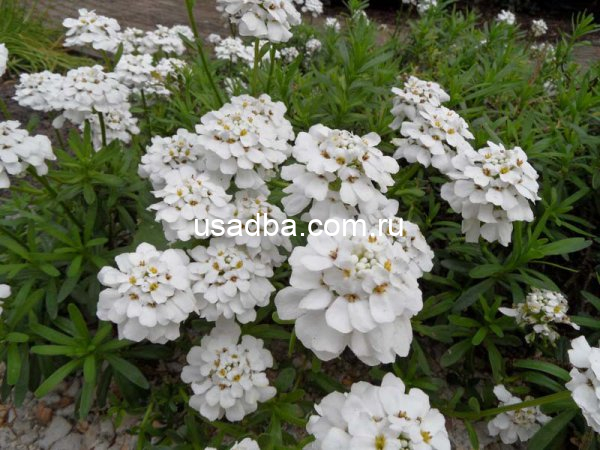 Иберис вечнозеленый — изображение 2