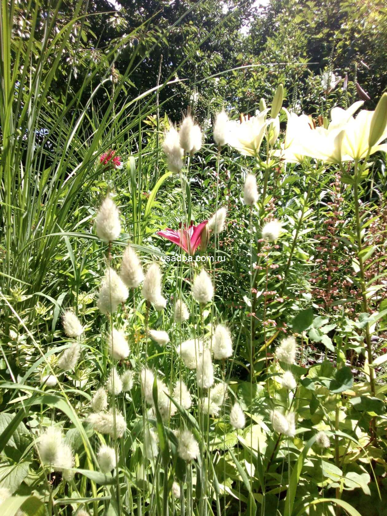 Зайцехвост злаковый Лагурус