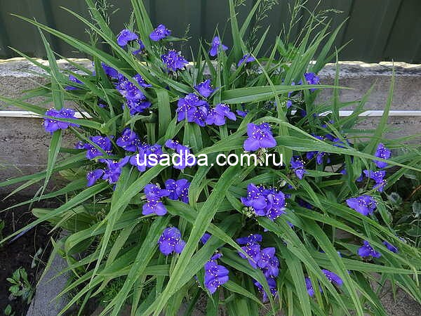 Традесканция