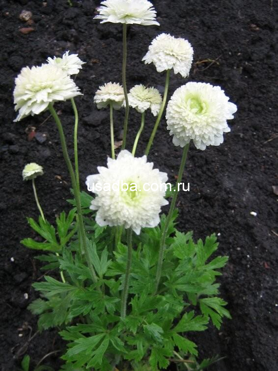 Анемона белая махровая Флоре Плена