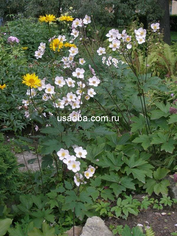 Анемона японская