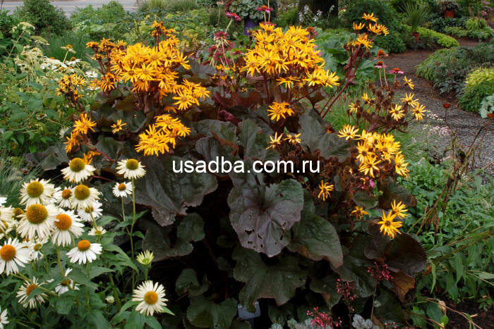 Базульник Dark Beauty