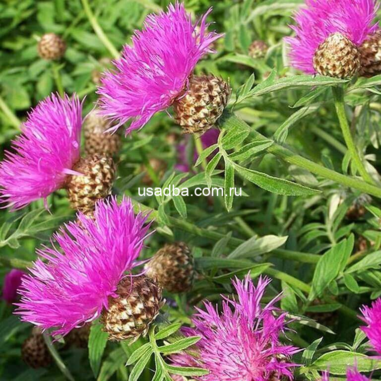 Василек мускустный