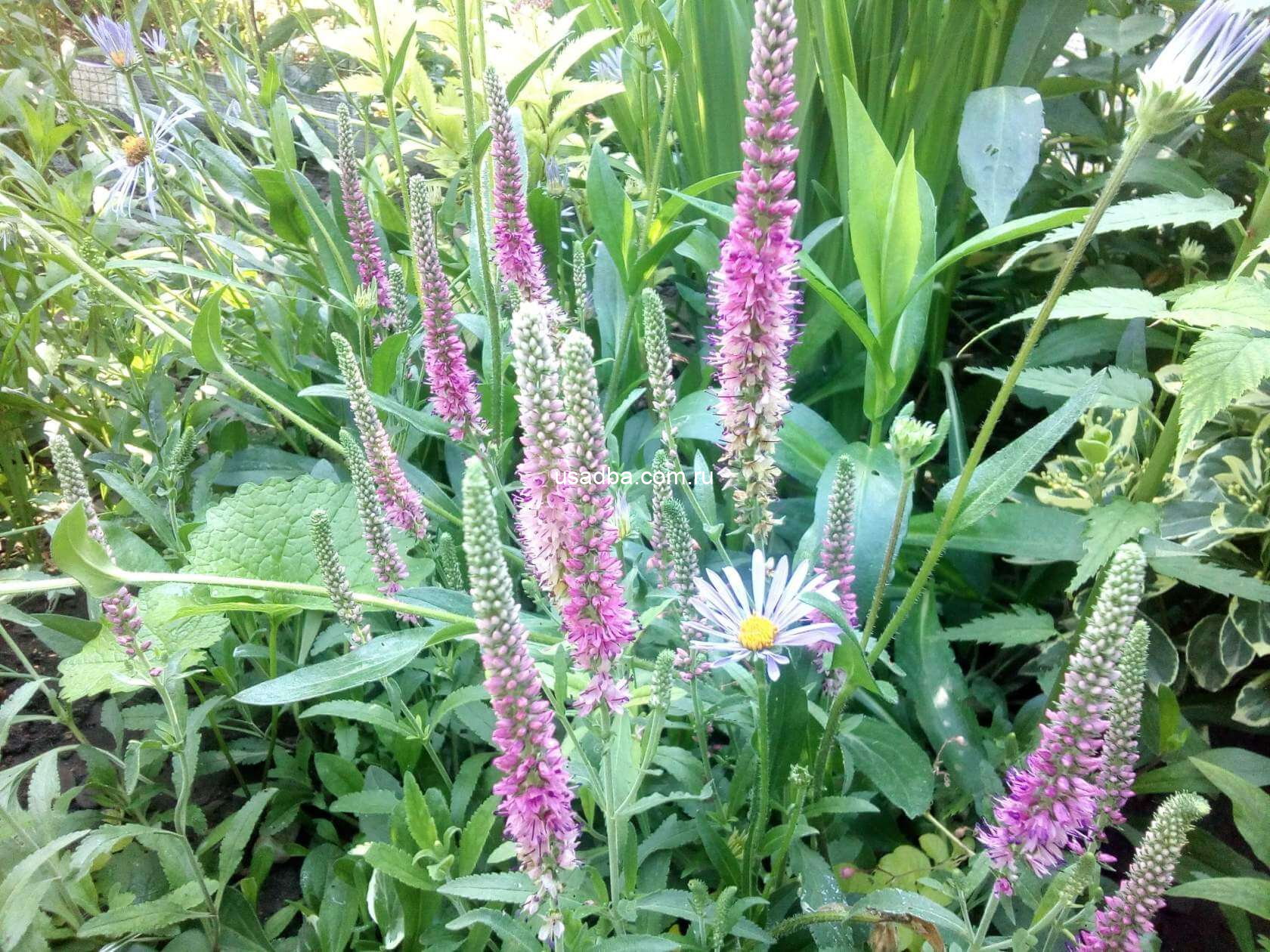 Вероника розовая низкая