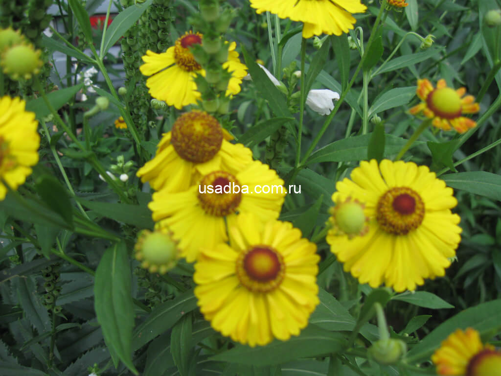 Гелениум Желтый