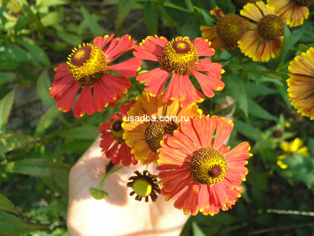 Гелениум красный