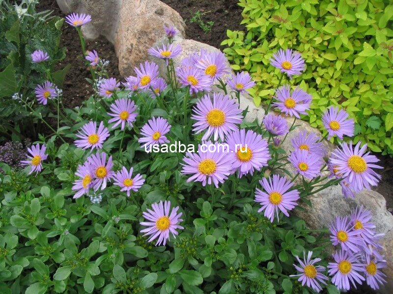 Голубая ромашка Фелиция