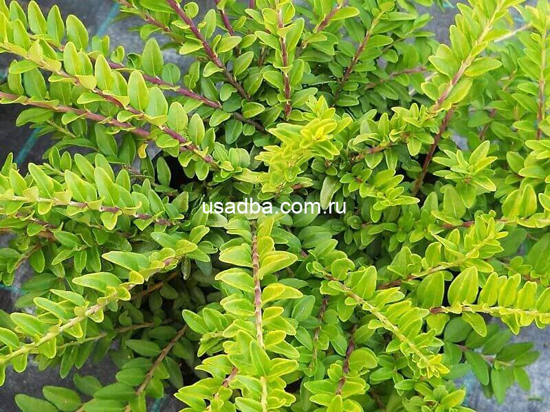 Жимолость шапочная лиственный вечнозелёный — изображение 2