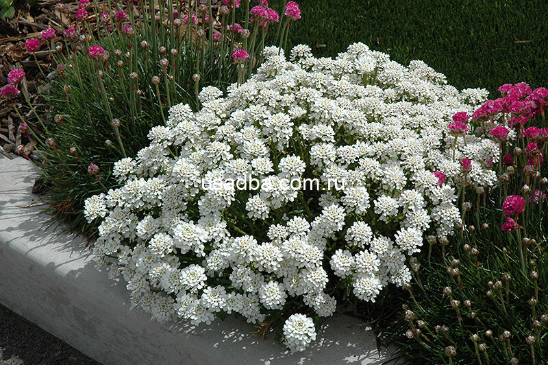 Иберис вечнозеленый