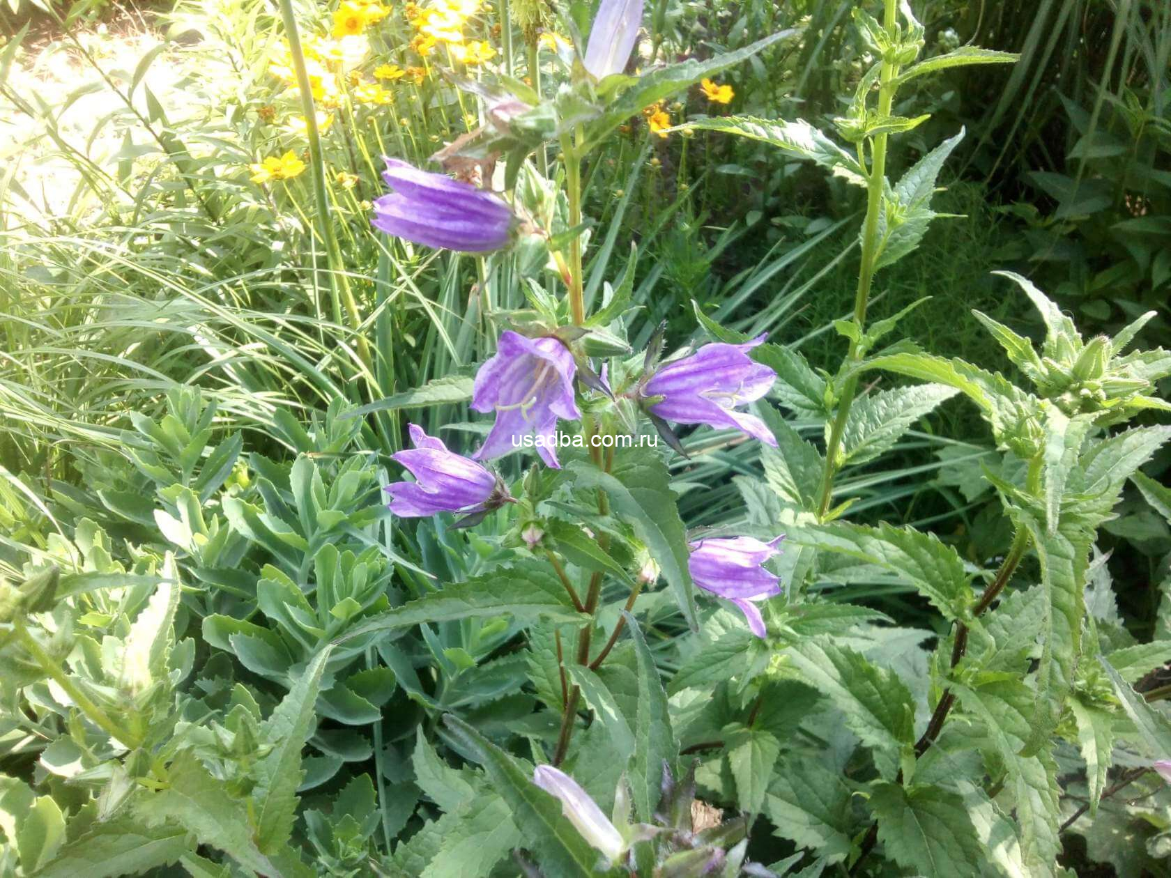 Колокольчик крапиволистный