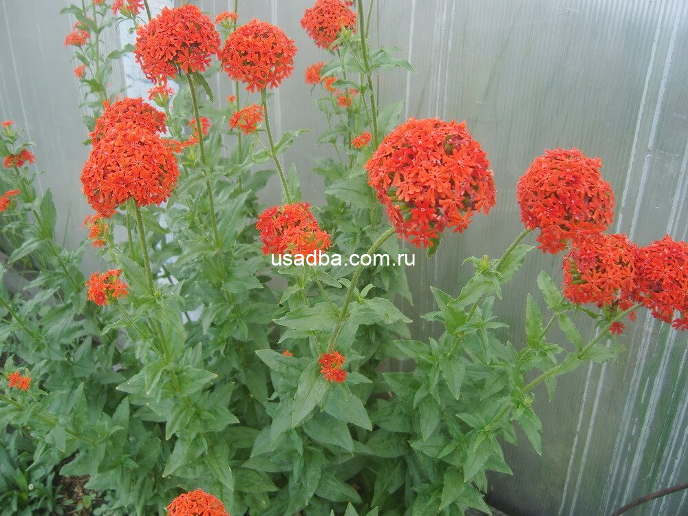 Лихнис Зорька Халцедонский