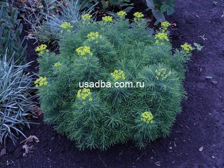 Молочай кипарисовый елочка