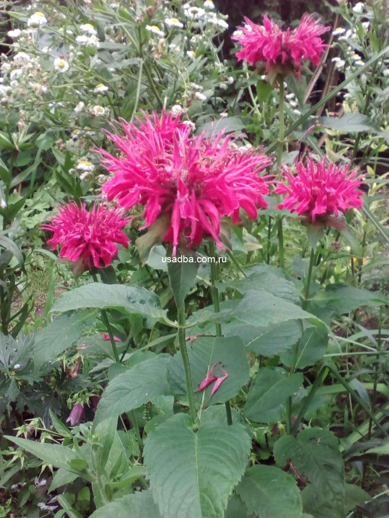 Монарда малиновая