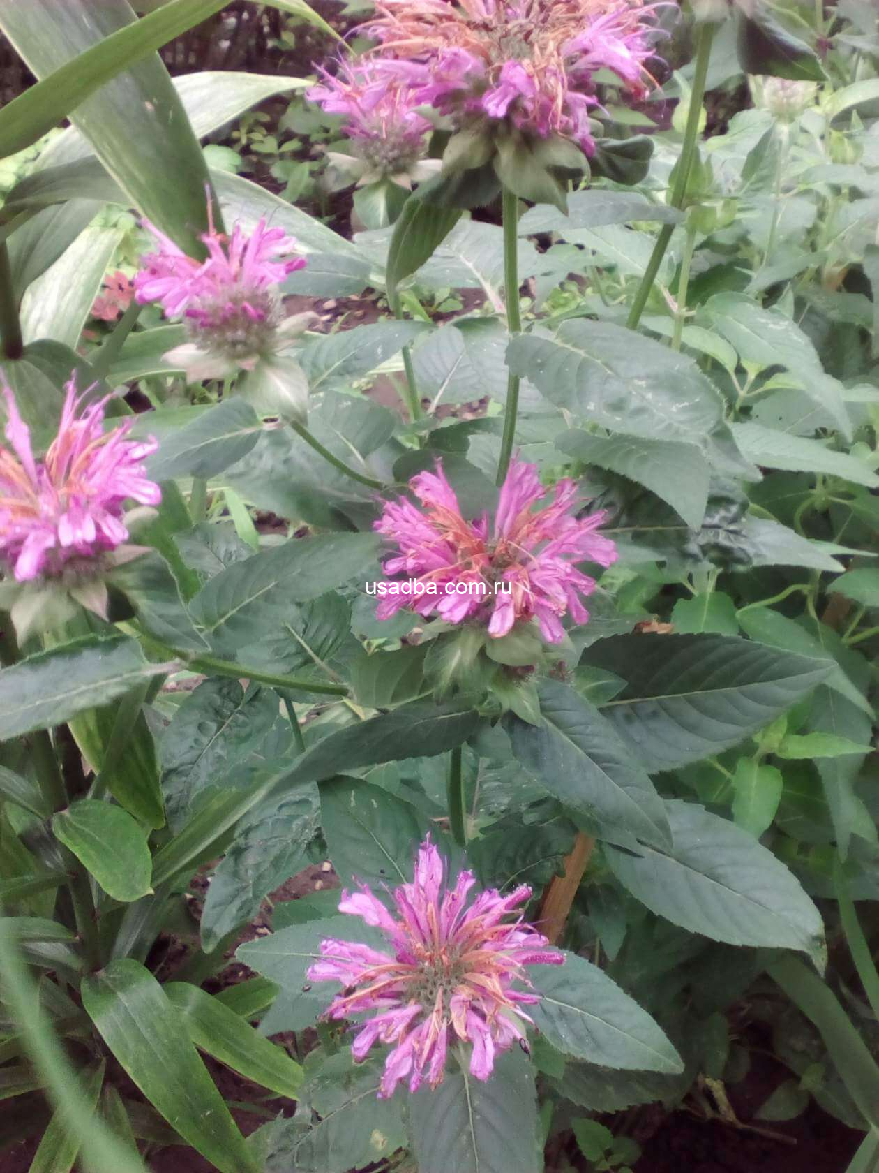 Монарда розовая