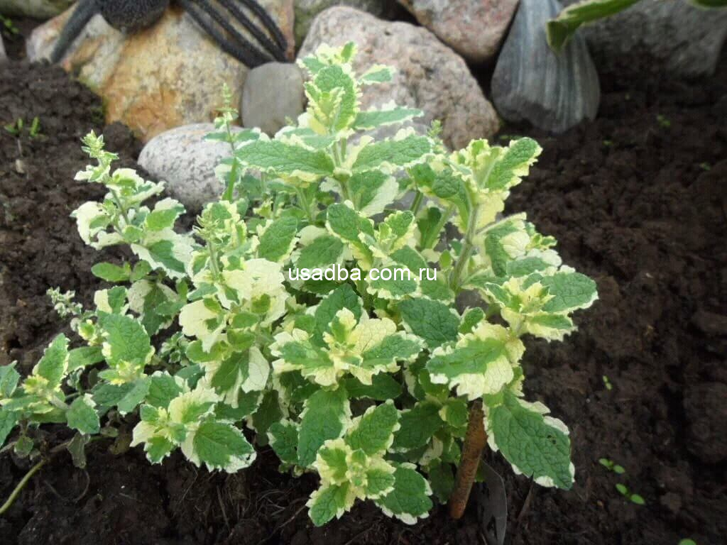 Мята душистая Variegata