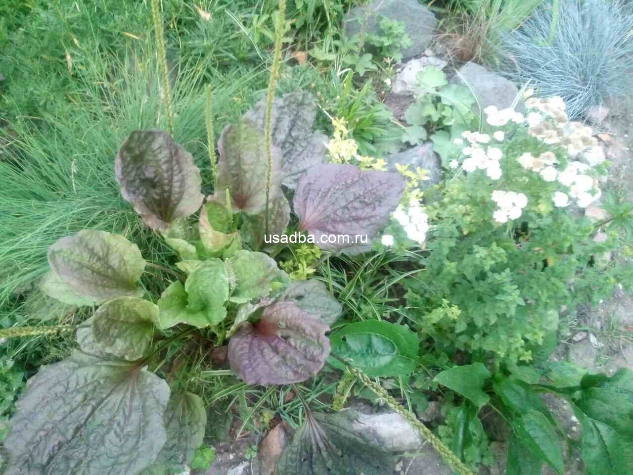 Подорожник большой пурпурный (Plantago major atropurpurea)