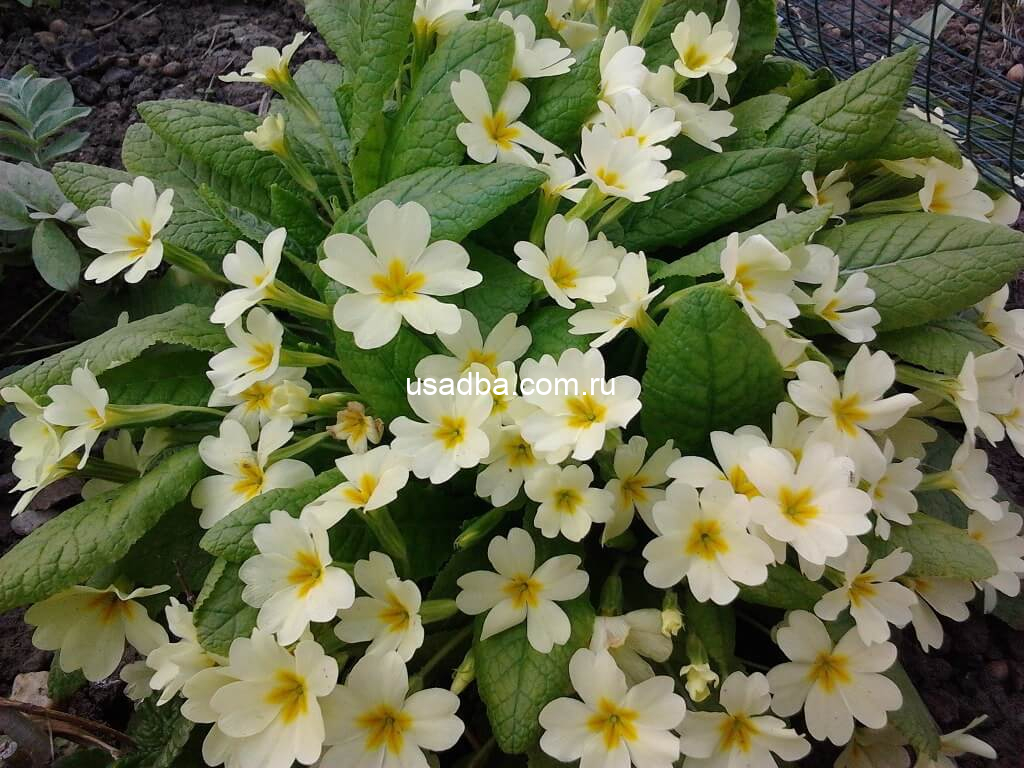 Примула желтая