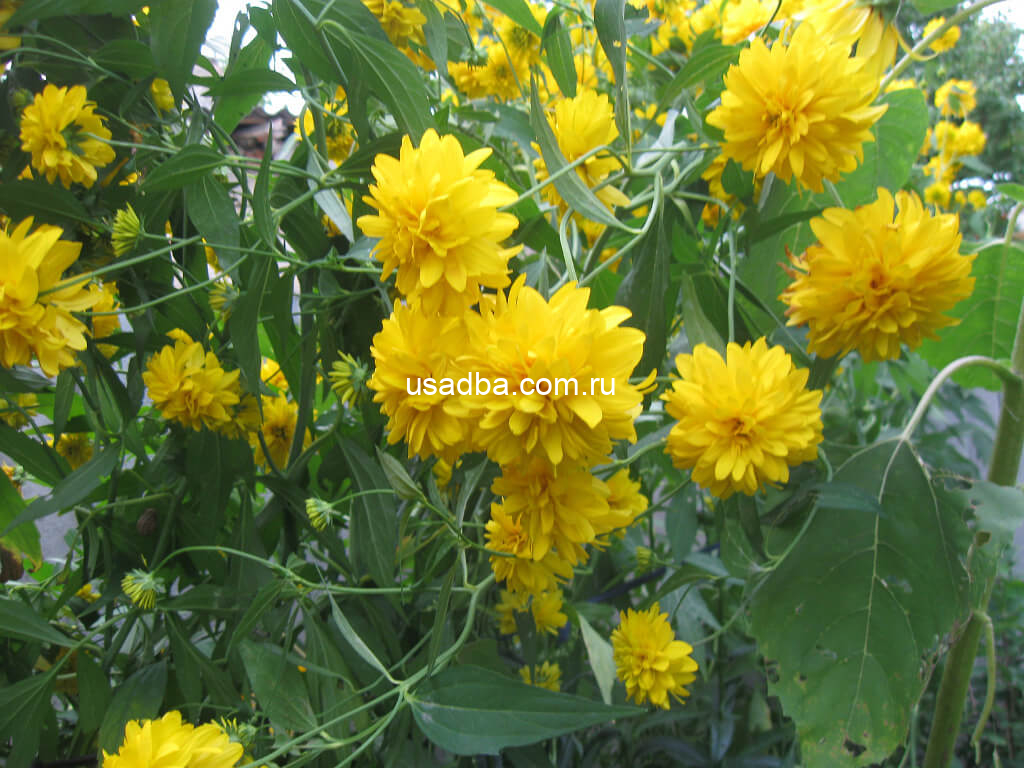 Рудбекия Золотой шар