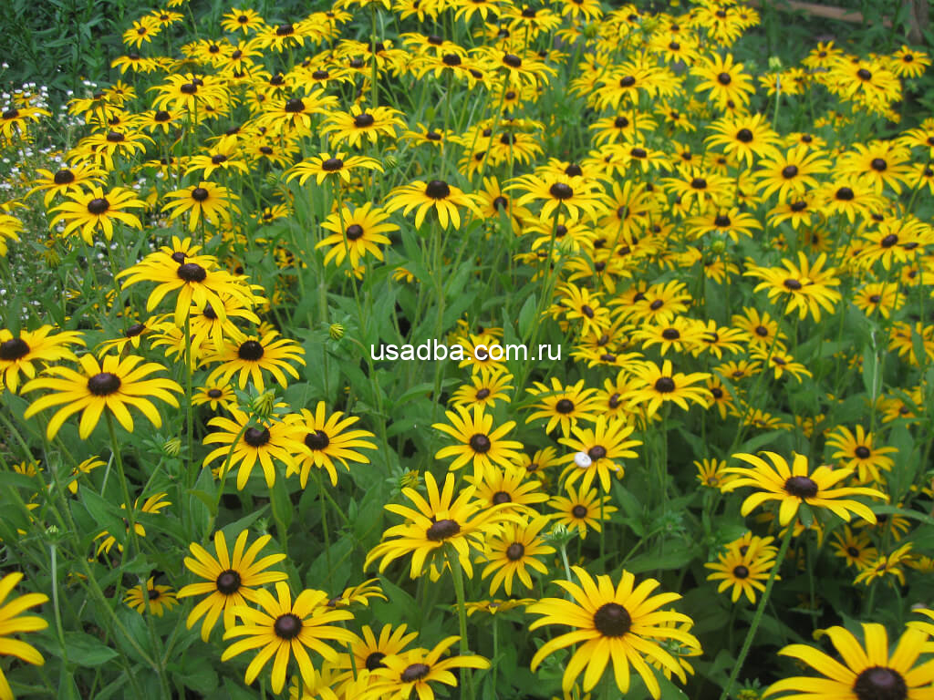 Рудбекия блестящая Goldstrum