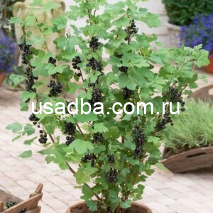 Смородина черная Валовая
