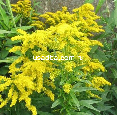 Солидаго Золотарник