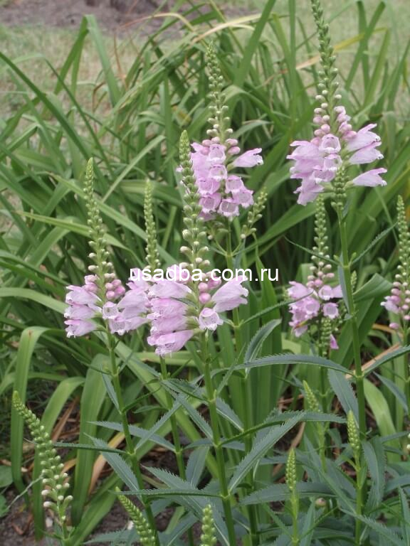 Физостегия виргинская Bouquet Rose