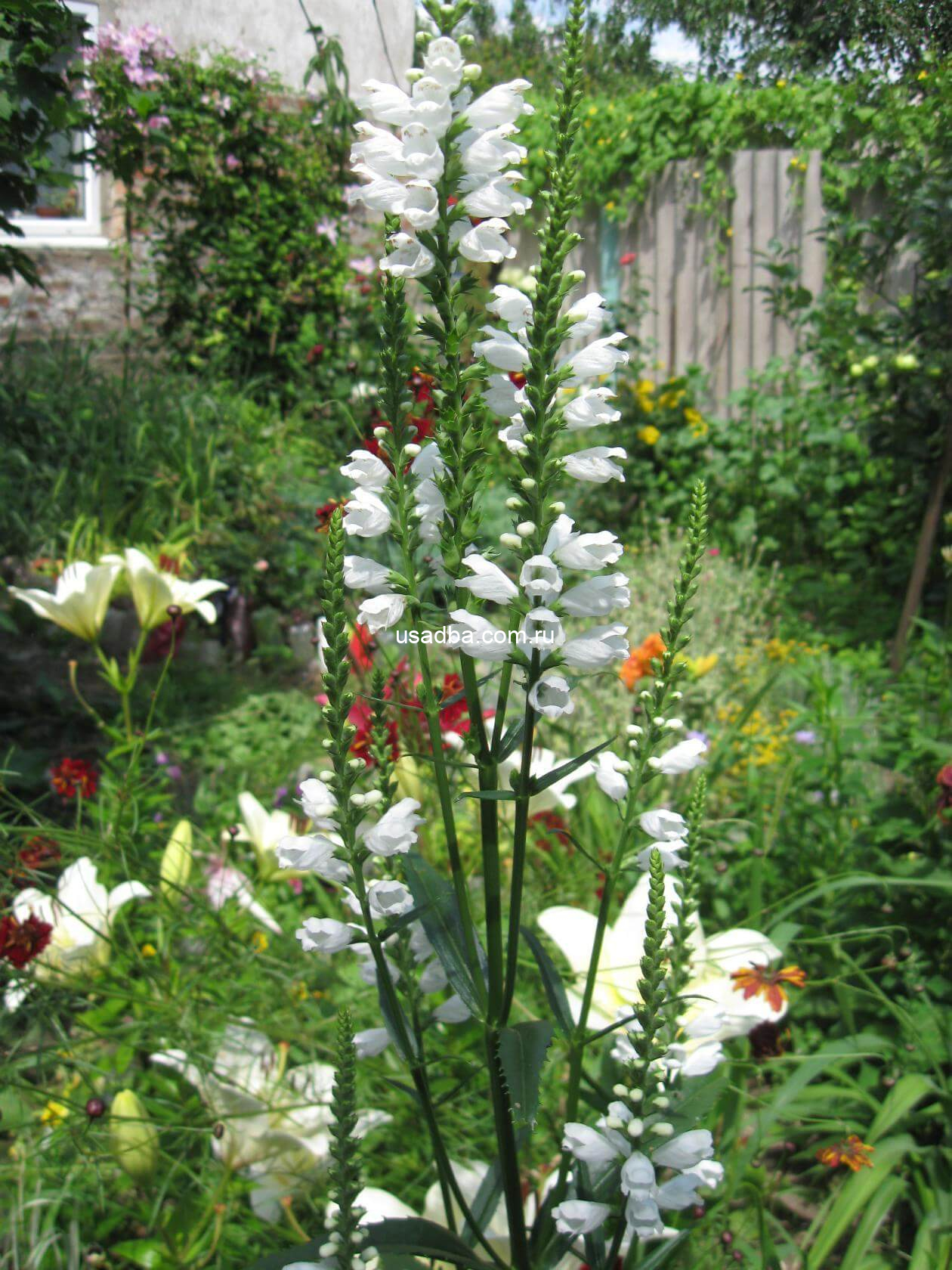 Физостегия виргинская Summersnow — изображение 2