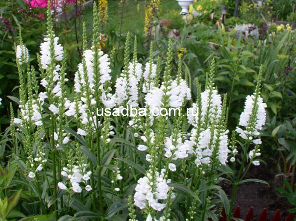 Физостегия виргинская Summersnow