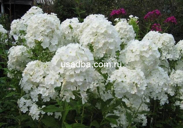 Флокс метельчатый David