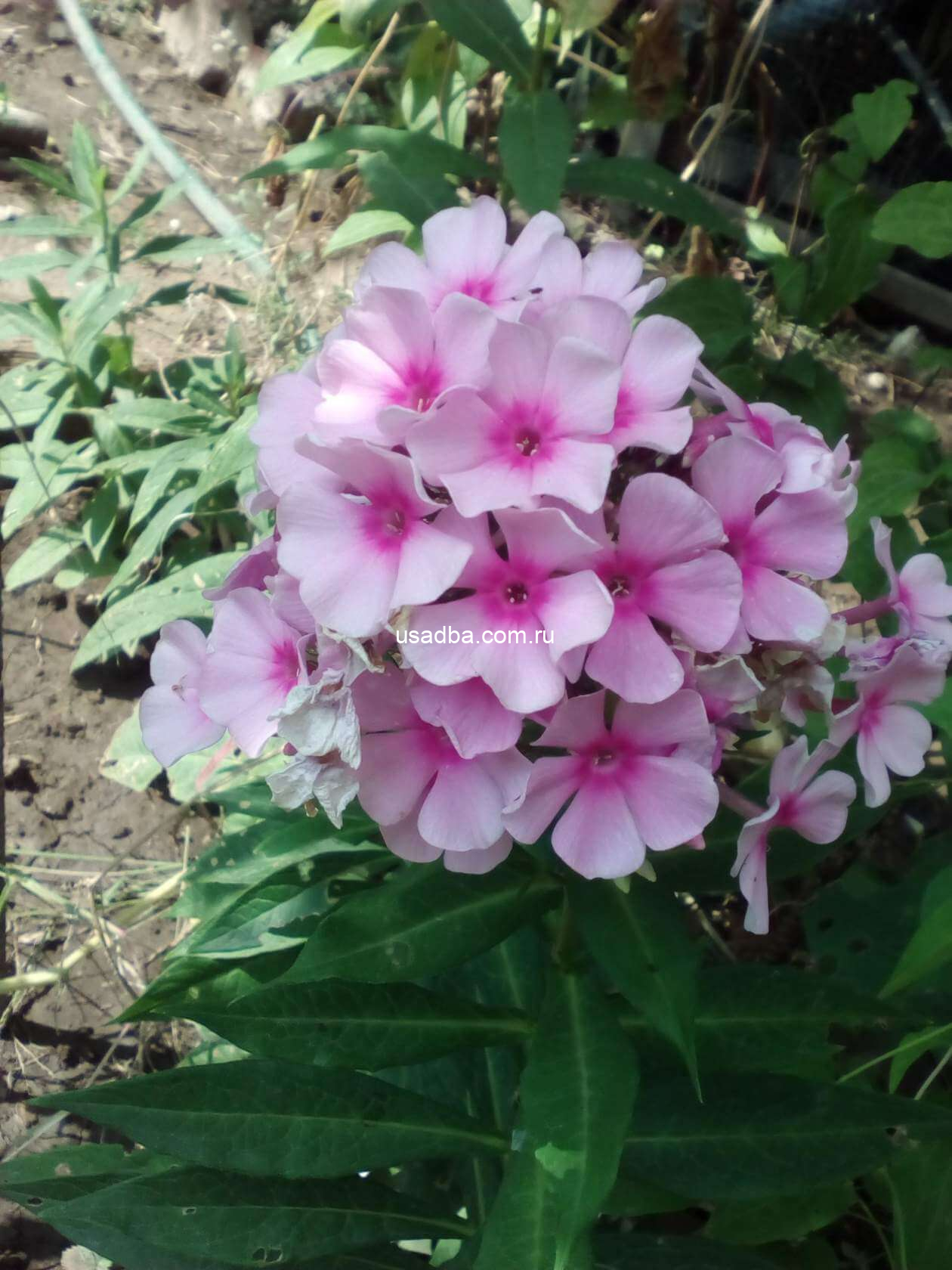 Флокс метельчатый Bright Eyes