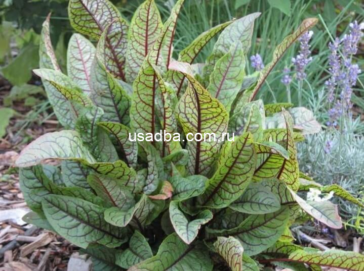 Щавель Кровавая Мери