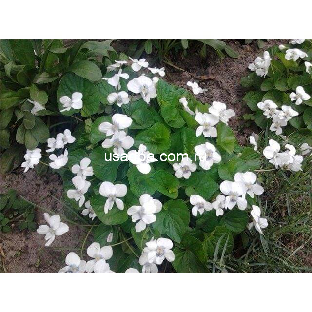 Фиалка сестринская Albiflora