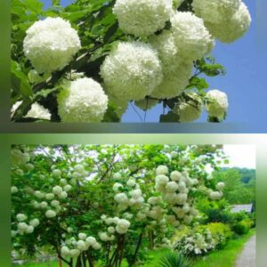 Калина обыкновенная Roseum Бульдонеж