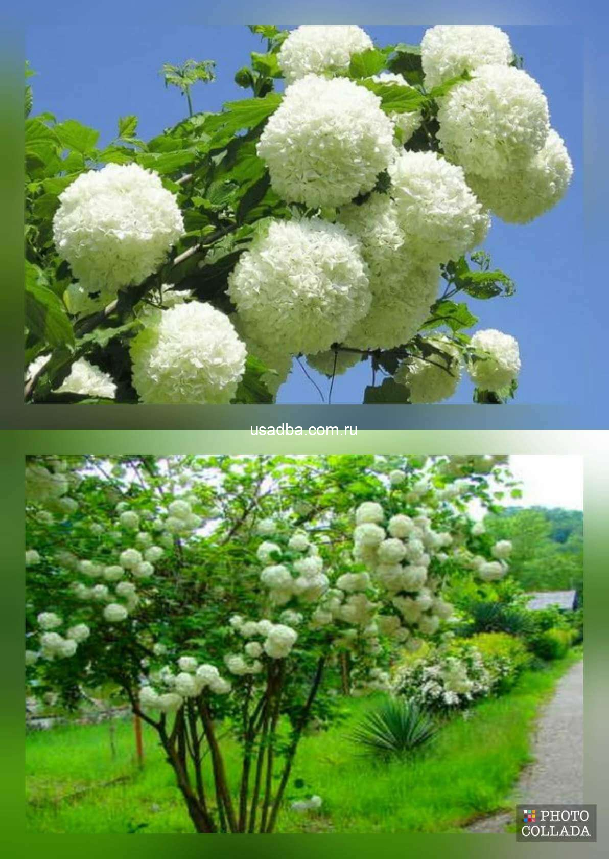 Калина обыкновенная Roseum Бульдонеж