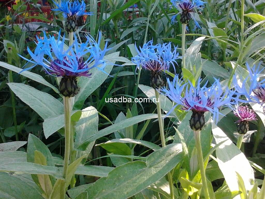 Василек садовый