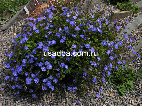 Вероника цветоножковая почвопокровная