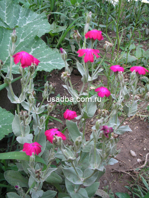 Горицвет кожистый